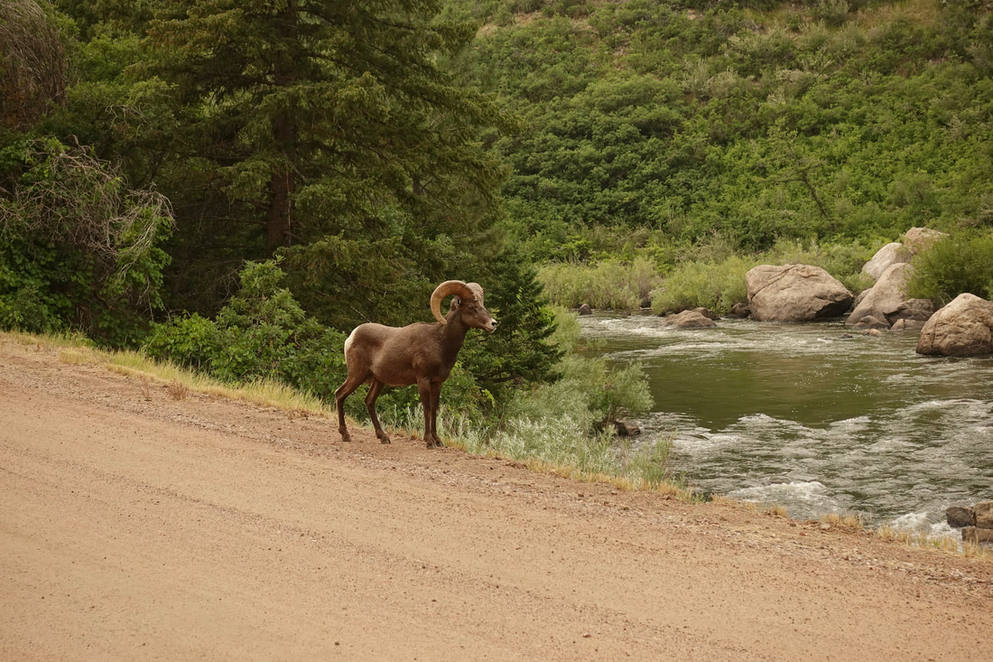 Bighorn Sheep in the Waterton Canyon area of the Colorado Trail