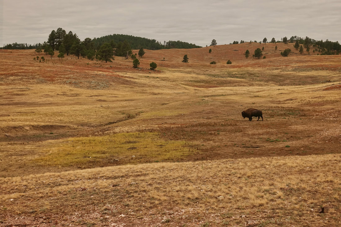 Bison on the Centennial Trail in Wind Cave National Park South Dakota