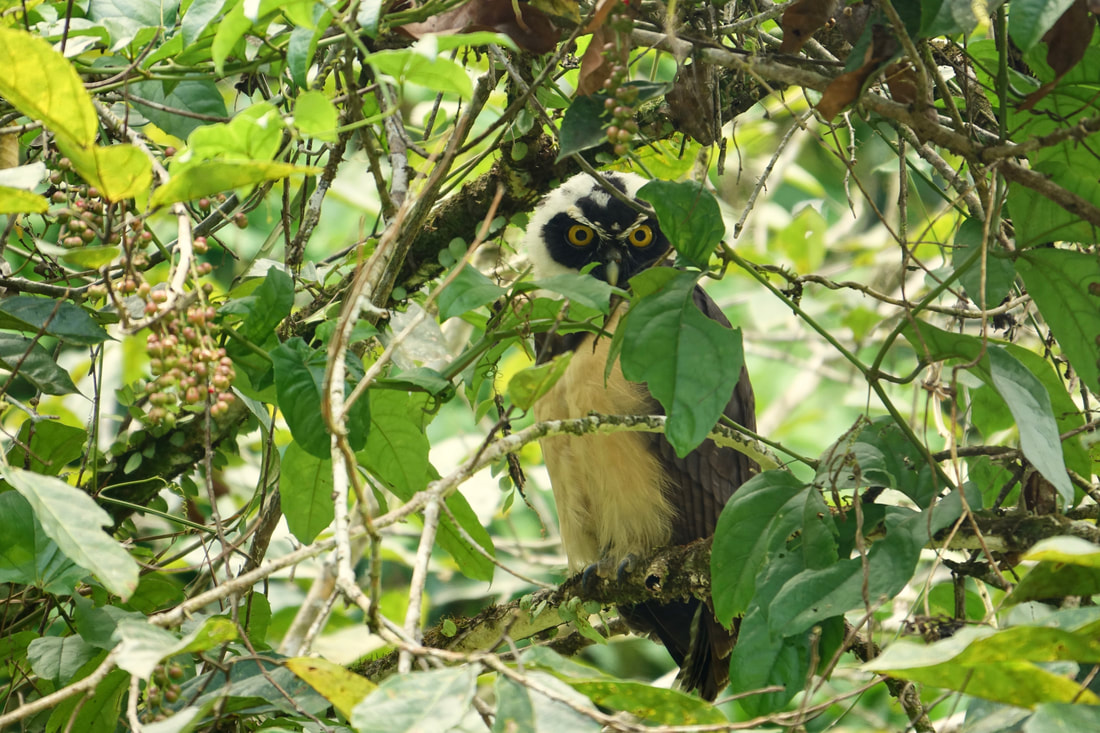 Owl in Cuyabeno reserve in Ecuador