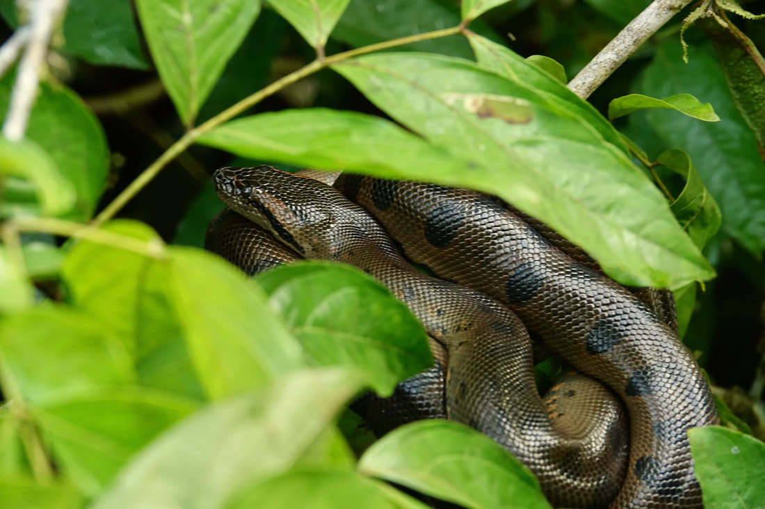 Baby anaconda in Cuyabeno river