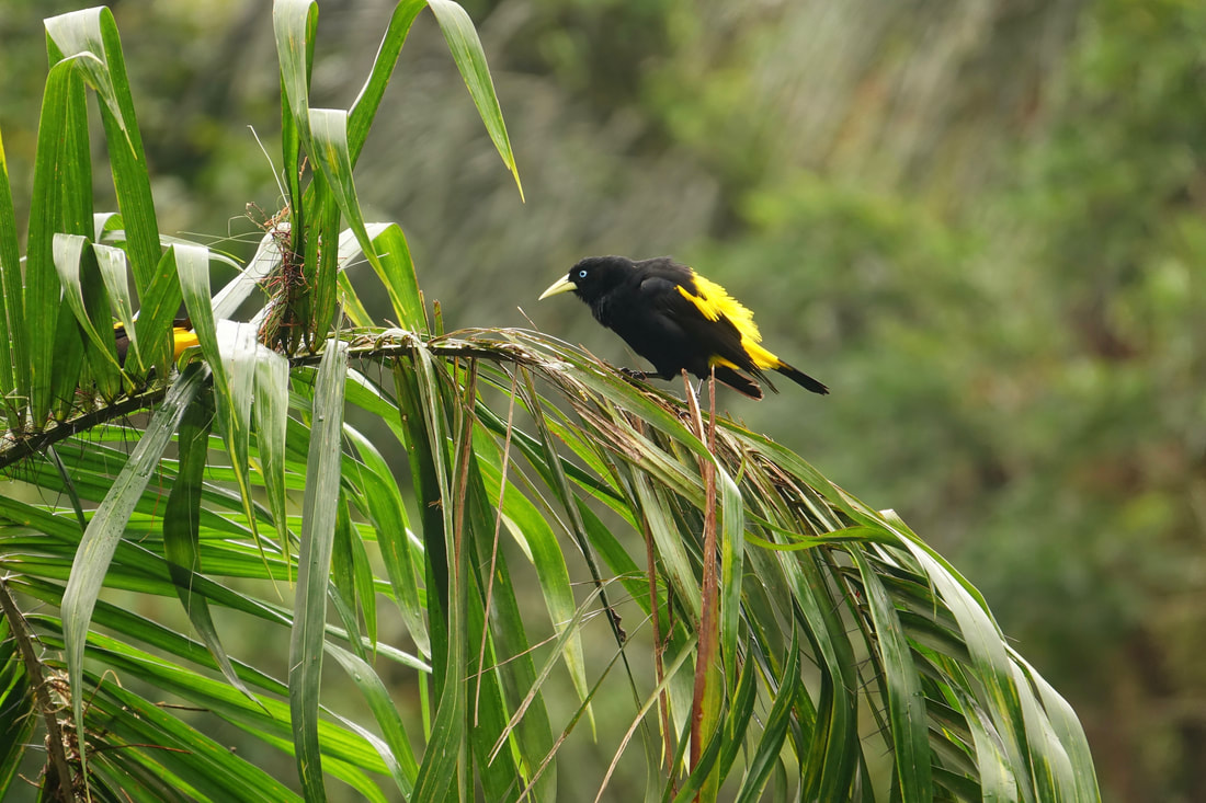 Kingfisher in Cuyabeno reserve