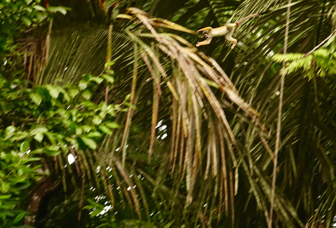 Squirrel monkey jumping in Cuyabeno Reserve in Ecuador