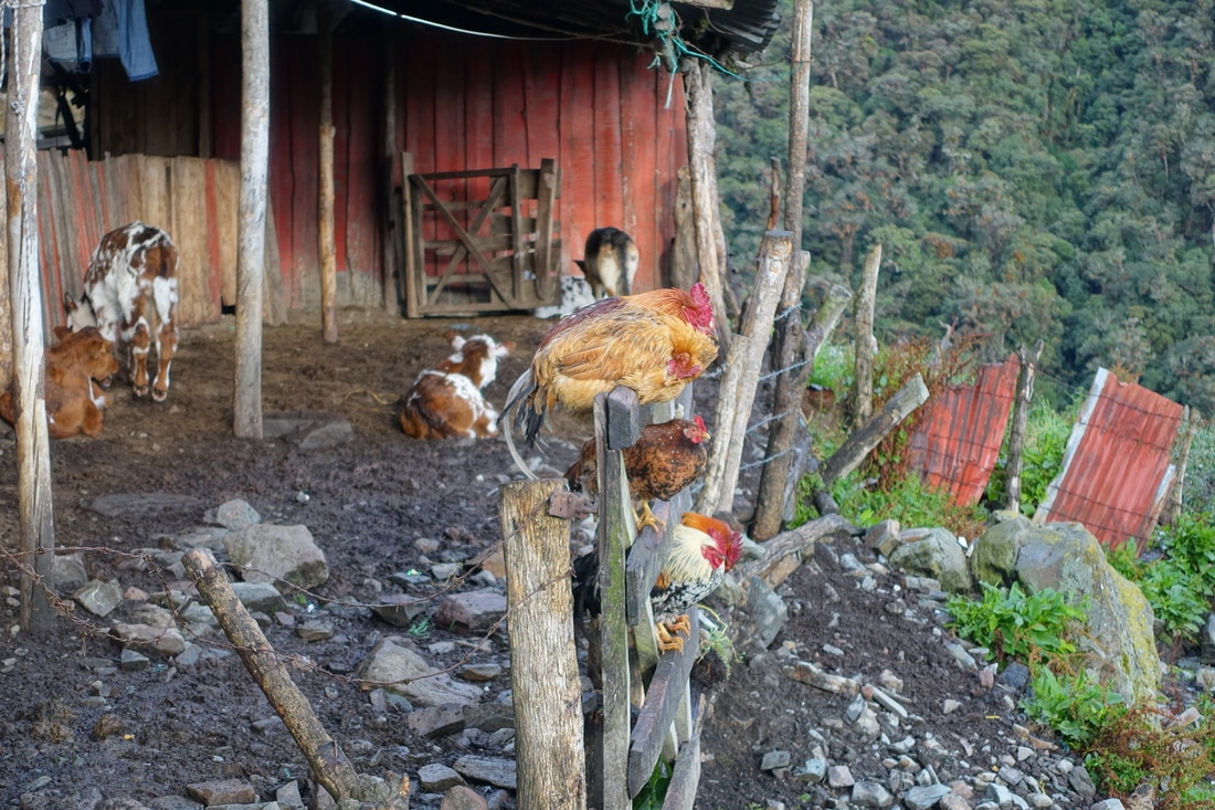 Chickens at the farm