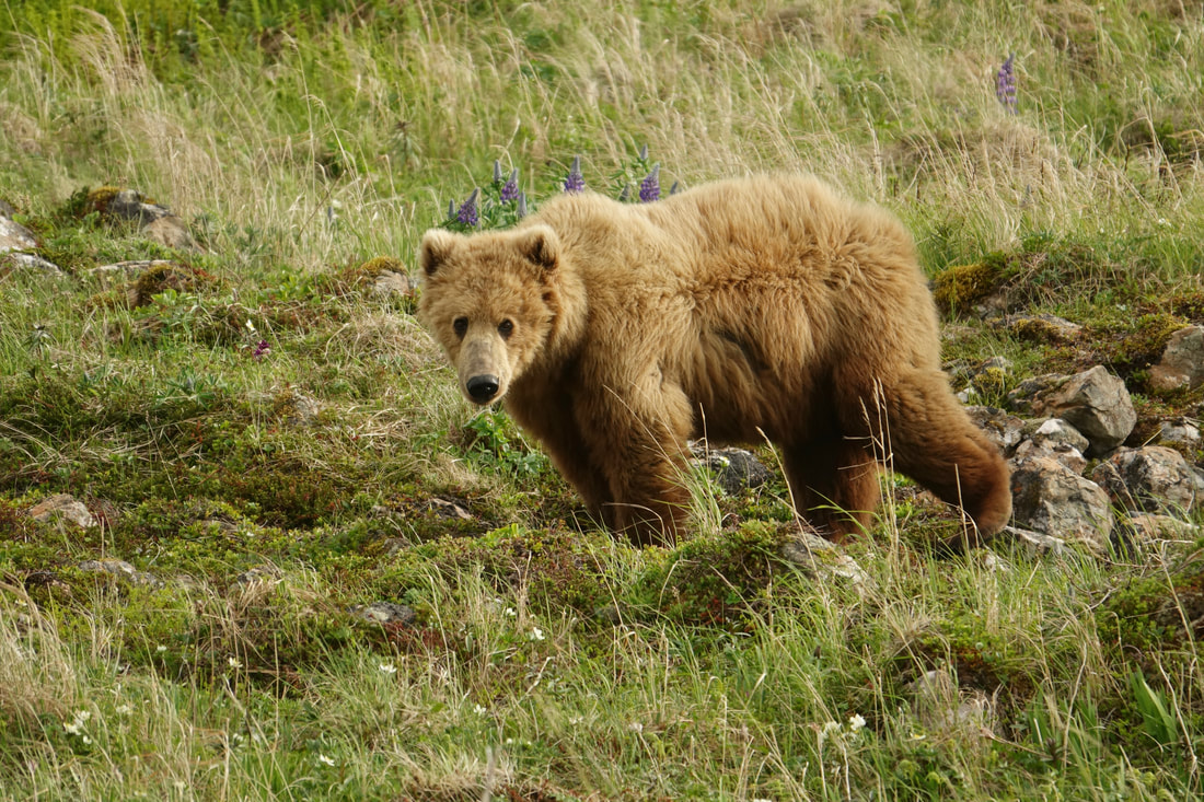 Young Kodiak Bear on Kodiak Island in Alaska