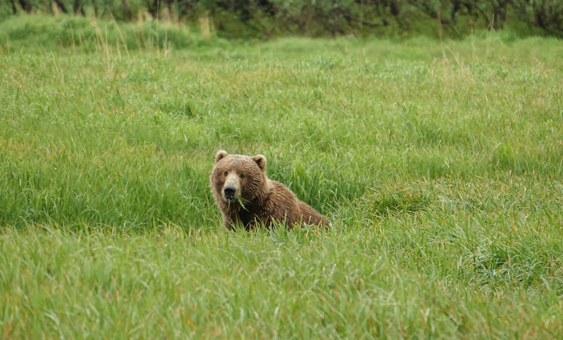 Kodiak bear eating roots in the grass before the salmon run