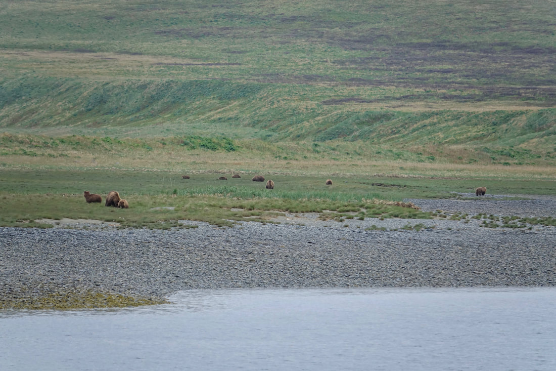 20 bears at the Sturgeon River inlet on Kodiak Island Alaska