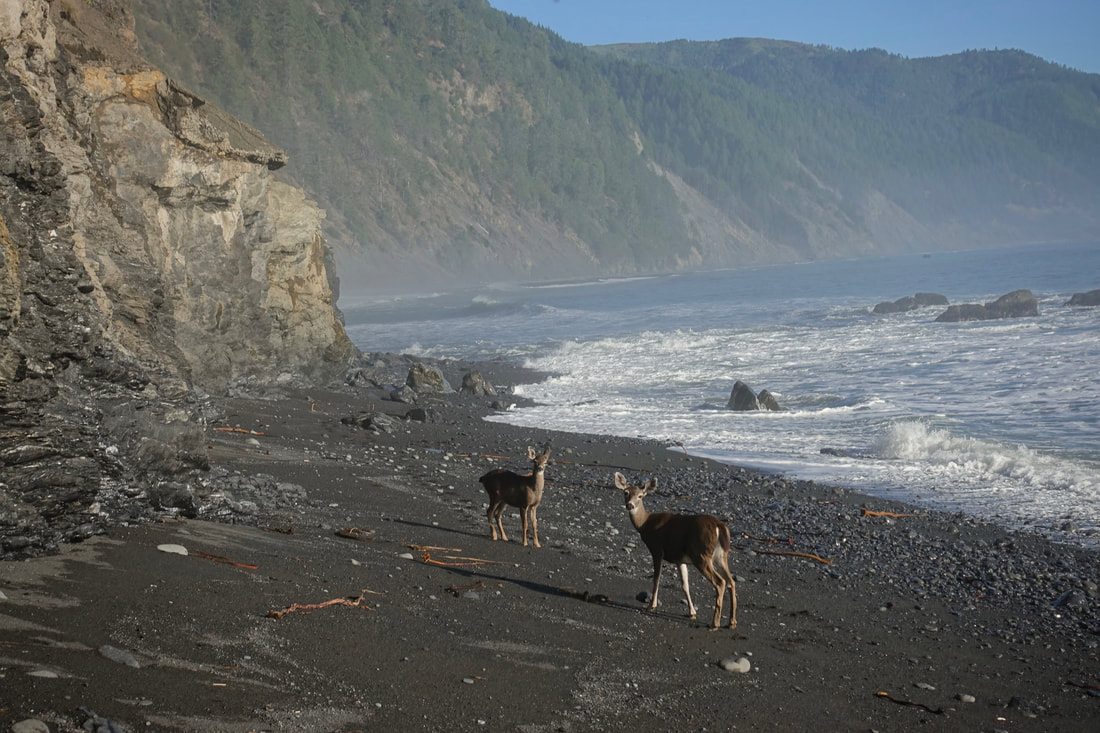 Wildlife on the lost coast beach in California