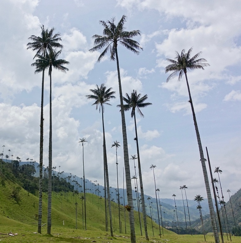 Cocora Valley hike in Colombia